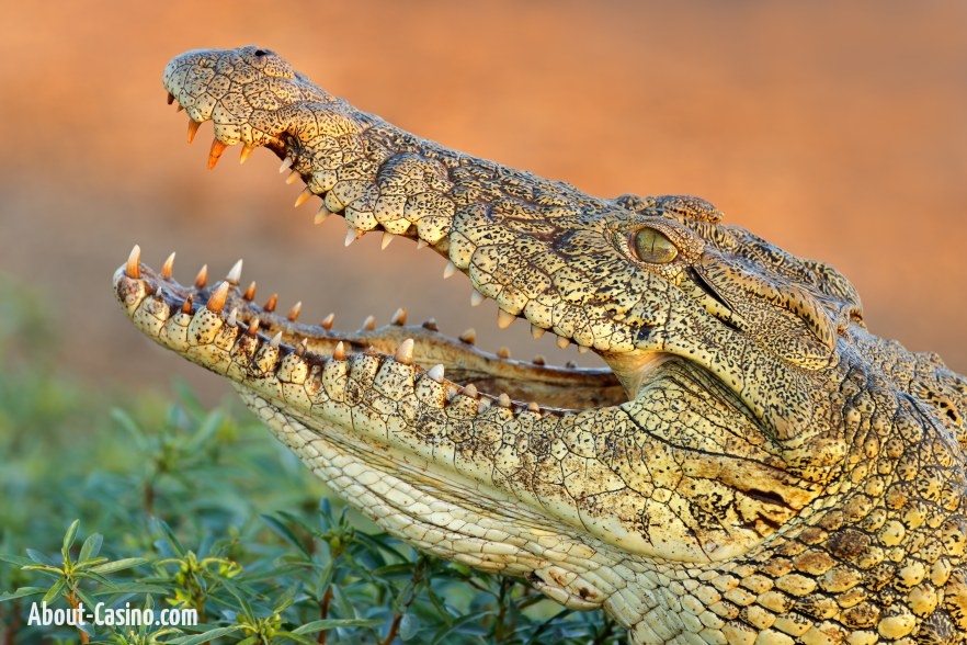 Can crocodiles play in casinos?